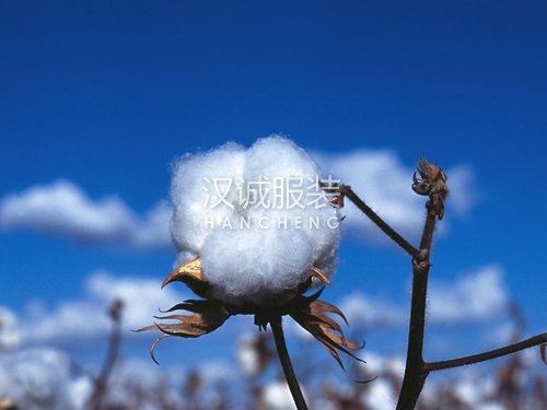 一場棉花危機,暴露出了紡織企業之間的差距
